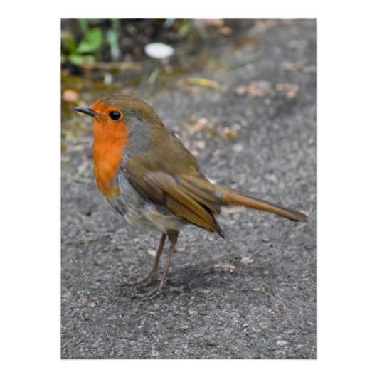 Robin Perfect Poster (Voorkant)