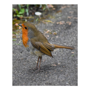 Robin Perfect Poster