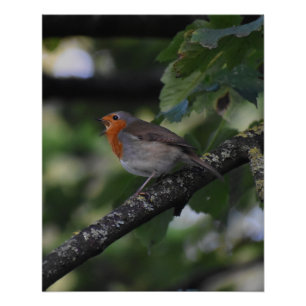 Robin Perfect Poster