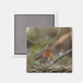 Robin Red-borstelvogel Magneet (Voorkant / Achterkant)