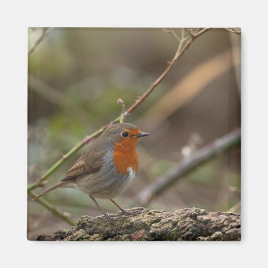 Robin Red-borstelvogel Magneet (Voorkant)