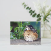 Robin Red Breast Briefkaart (Staand voorkant)