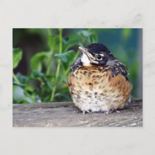 Robin Red Breast Briefkaart