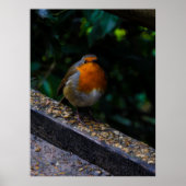 Robin Red Breast Photo Print (Voorkant)