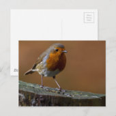 Robin RedbormamRobin Briefkaart (Voorkant / Achterkant)