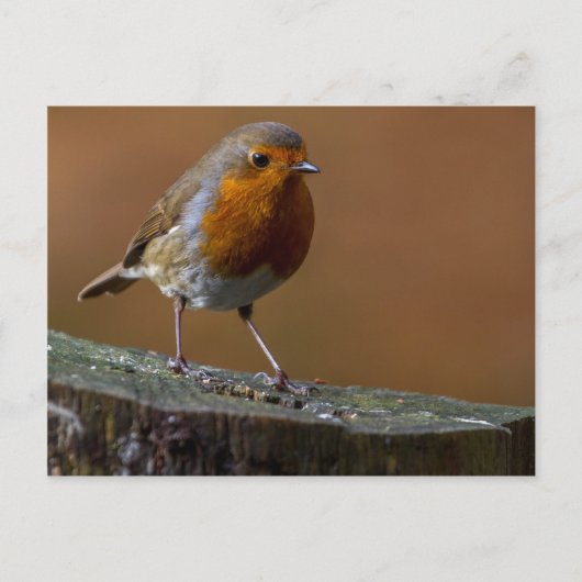 Robin RedbormamRobin Briefkaart (Voorkant)
