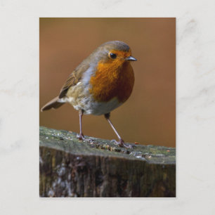 Robin RedbormamRobin Briefkaart