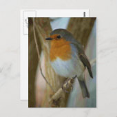 Robin RedbormamRobin Briefkaart (Voorkant / Achterkant)