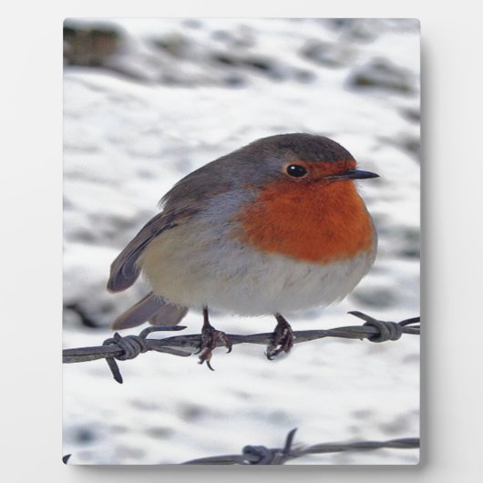 Robin RedbormamRobin Fotoplaat (Voorkant)