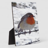 Robin RedbormamRobin Fotoplaat (Zijkant)
