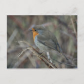 Robin redborstbriefkaart briefkaart (Voorkant)