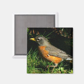 Robin Redbreast Vogelmagneet Magneet (Voorkant / Achterkant)