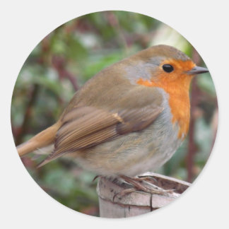 Robin Ronde Sticker