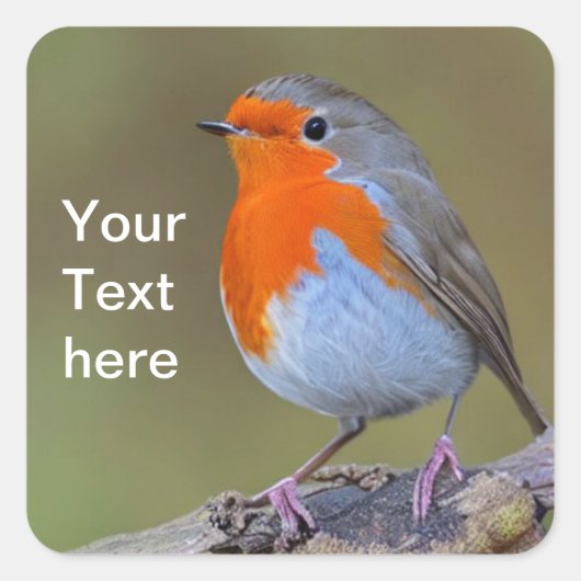 Robin Square Sticker (Voorkant)