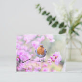 Robin sur carte postale de succursale (Debout devant)
