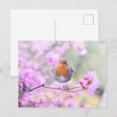 Robin sur carte postale de succursale (Devant / Derrière)