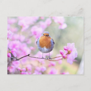 Robin sur carte postale de succursale
