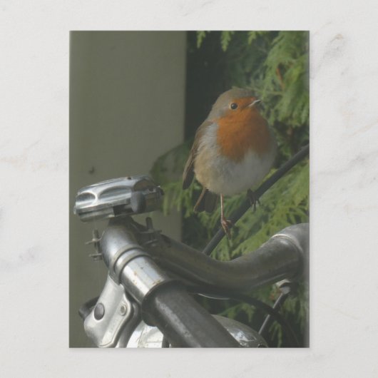 Robin sur le vélo fermer do-it-yourself carte post (Devant)