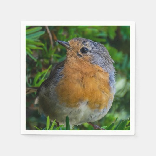 Robin up close servetten (Voorkant)