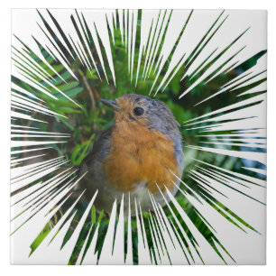 Robin vue oiseau carreaux céramique