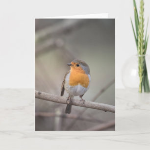 Robin Wildlife Foto Kaart