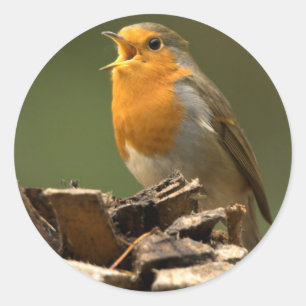 Robin Zingende Stickers