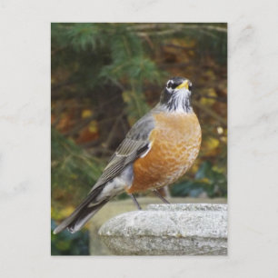 Robins Bath carte postale