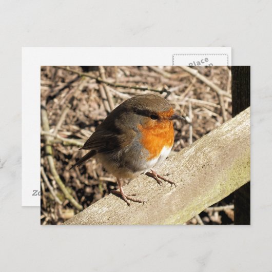 ROBINS BRIEFKAART (Voorkant / Achterkant)