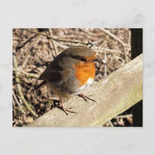 ROBINS BRIEFKAART (Voorkant)