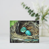 Robin's Egg Nest Spring Briefkaart (Staand voorkant)