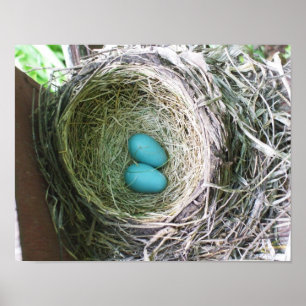 Robin's Eggs Poster