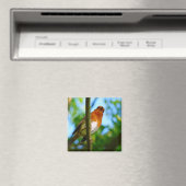 ROBINS MAGNEET (Insitu (Vaatwasser))