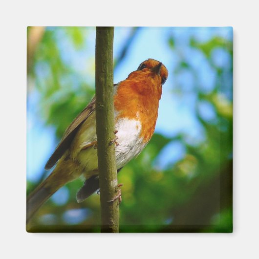 ROBINS MAGNEET (Voorkant)