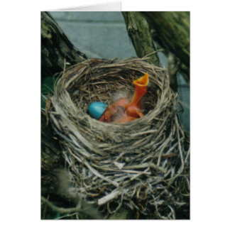 Robin's Nest
