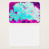 Robin's Oeuf Blue Peppermenthe Twist Phlox Flowers (Devant & derrière)