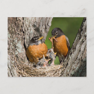 Robins V Briefkaart