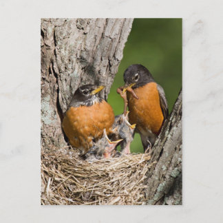 Robins VI Briefkaart
