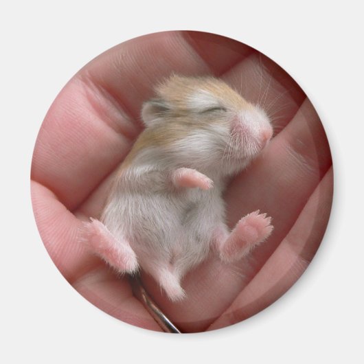 Robo Pup Magnet Magneet (Voorkant)