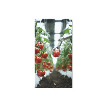 Robotarmen plukken precisie rijpe tomaten