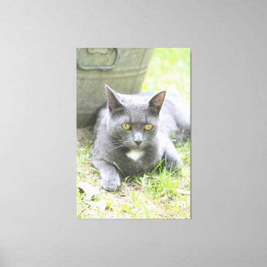 Robuust design grijze kat canvas afdruk (Voorkant)