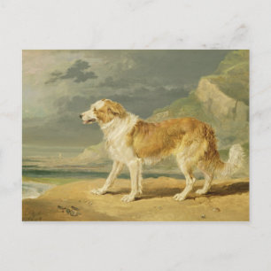 Robuuste collie, 1809 (olie aan boord) briefkaart