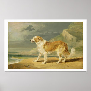 Robuuste collie, 1809 (olie aan boord) poster