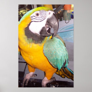 Rocco Poster