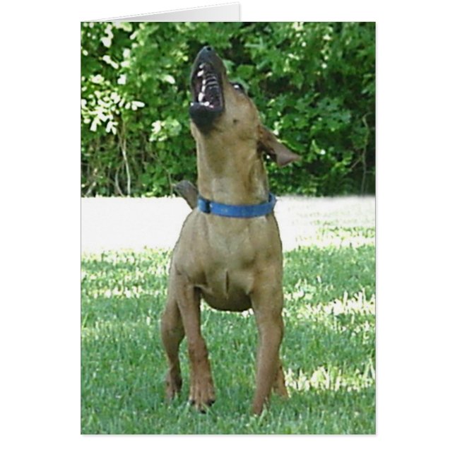 Rocco - Rye Ruv Roo ! Carte (Devant)