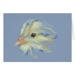 Roche à bec Plymouth