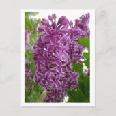Rochester Lilacs Briefkaart (Voorkant)