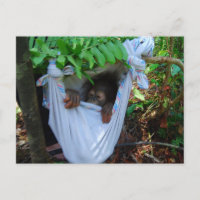 Rock a Dag Baby Orangutan