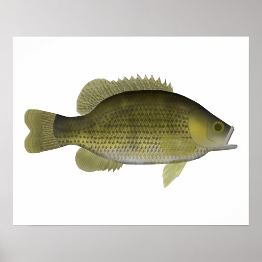 Rock Bass Poster (Voorkant)