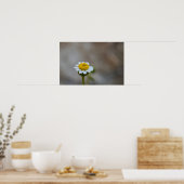 Rock Daisy Poster (Keuken)