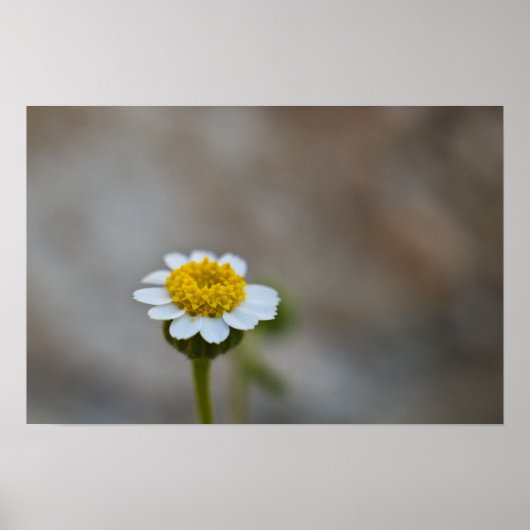 Rock Daisy Poster (Voorkant)
